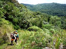 Toro negro state forest is one of the 21 forests that make up the public forests system in puerto rico. Nature Adventures At El Toro Negro Rainforest In Puerto Rico Travel Deeper With Gareth Leonard Tourist2townie Com