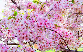 Begitu juga dengan bentuk bunganya yang bulat dan sedikit memipih lebar dengan bentuk kepingan daun bunganya yang seolah memberikan pesan memancarkan sebuah cahaya. Flower Bunga Sakura