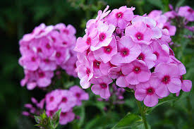 Most of the flowers of india are used. 24 Best Winter Flowering Plants In India India Gardening