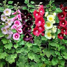Since hollyhocks are tall plants, staking may be advisable, especially in windy areas. Buy 1 1 Free Hollyhock Mixed Color Flower Seeds Online From Nurserylive At Lowest Price