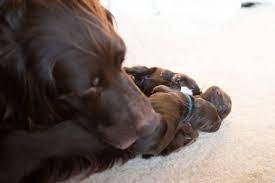 The best age to retire a female can be around 5 to 6 years. What Is The Oldest Age A Dog Can Have Puppies Pawleaks