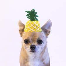 Pineapple Hat Felt Cat Felt Dogs Dog Hat