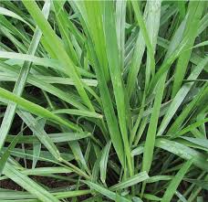 Image result for Urochloa dictyoneura