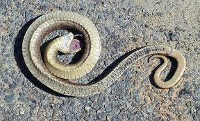 Eastern Hog Nosed Snake Playing Dead Snake Hognose Snake Cat Having Kittens