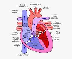 Paling penting, di akhir aktiviti, pelajar dapat menyatakan semula aliran peredaran darah lengkap dengan salur darah, jenis darah dan dari mana ke mana. Real Human Heart Labeled Sistem Peredaran Darah Pada Jantung Png Image Transparent Png Free Download On Seekpng
