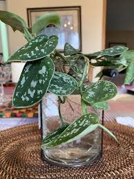 16 Amazing Indoor Plants That Grow In Water In 2020 Water Garden Plants Plants Grown In Water Water Plants Indoor