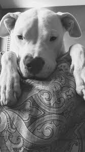 Dogo Cihan Ayva Tarafindan