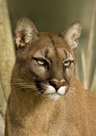 Puma Stare By Val Saxby 500px Animals Big Cats Animals Wild