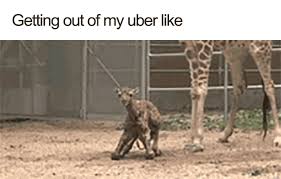 19 Hilarious Uber Animal Memes Giraffe Baby Giraffe Animal Memes