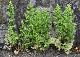 Image result for Samanea leptophylla