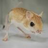 The kangaroo rat as a pet kangaroo rats (dipodomys) are interesting and unique mammals, and it is for this reason why many people consider keeping one as a pet. Https Encrypted Tbn0 Gstatic Com Images Q Tbn And9gcr25z Xahw3grkf7env31qgt4ajycdarltn7aigx0 W4m6d 8wg Usqp Cau
