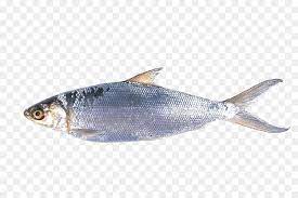 We did not find results for: Gambar Ikan Bandeng Png Gambar Ikan Hd