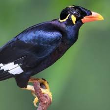 Jual burung beo muda hutan rawatan - Jakarta Timur - Fauna Jaya | Tokopedia