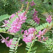 Image result for Indigofera erythrogramma