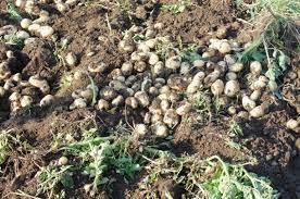 Warten sie bis spät in die saison und nehmen sie nur das, was sie brauchen nun, da sie wissen, wann sie kartoffeln graben müssen, stellt sich die frage, wie. Kartoffeln Ernten Und Lagern Ertrag Pro Hektar Wikifarmer
