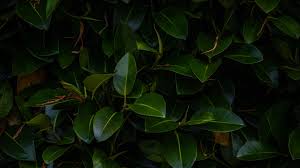 Kostenlose vorlagen zum ausdrucken, ausmalen, basteln für die geschäftswelt, haushalt und kinder. Aesthetic Leaves Wallpaper 4k Leaves Pattern Wallpaper 4k Heroscreen Cool Wallpapers Ultra Hd 4k Wallpapers For Desktop Laptop Apple Android Mobile Phones Tablets In High Quality Hd 4k Uhd 5k