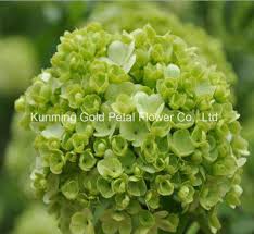 Growing hydrangeas, pruning hydrangeas, change hydrangea flower colors, and hydrangea varieties. China Decorative Superior Quality Fresh Cut Flowers Hydrangea China Flowers And Hydrangea Price