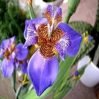 This small tree sports a twisted and gnarled branch structure, providing unique, year round interest to the garden. Walking Iris Care