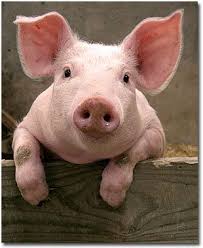 A Lesson From A Grumpy 8 Year Old Nrl News Today Animals Cute Pigs Cute Animals