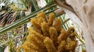Bloom spanish bayonet yucca flowers on tree, closeup white yucca filamentosa bush flowers, blossom white flowers needle. Palm Trees Attract Honey Bees 4 Real Youtube