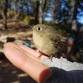 Songbird Migration Research at Lucky Peak
