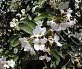 Image result for Cordia mukuensis