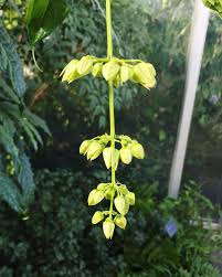 Image result for Clerodendrum fuscum