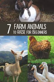 Maybe you would like to learn more about one of these? 6 Best Farm Animals To Raise When You Re Just Starting Out