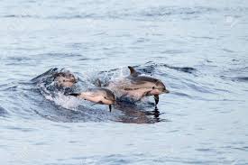 Cizgili Yunus Baligi Stenella Coeruleoalba Dolphins Animal Advocacy Sustainable Travel