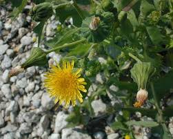 Image result for Sonchus oleraceus