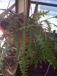 If you want more cacti that are identical to the ones you already have, you can easily propagate most species. Rooting A Zig Zag Cactus