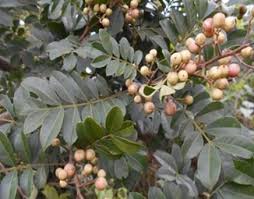 Image result for Harrisonia