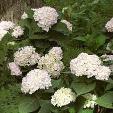 Pin On For Gardening