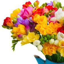 Pin By Vasundhara Vajpey On Gardens And Gardening Freesia Flowers Bulb Flowers Flowers For You