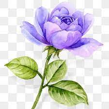 Atmospheric Watercolor Hand Painted Blue Purple Rose Flower Roses Clipart Watercolor Flower Blue Rose Png Transparent Clipart Image And Psd File For Free Dow In 2021 Purple Roses Free Watercolor Flowers