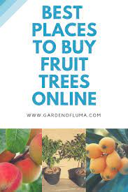 Check spelling or type a new query. Best Places To Buy Fruit Trees Online Buy Fruit Trees Fruit Fruit Trees