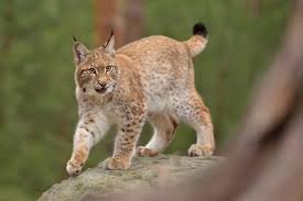 ﻿ de rode lynx heeft een gelige tot roodachtige bruine vacht, met een witte onderzijde. Euraziatische Lynx Onze Natuur