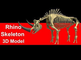 Rhino Rhinoceros Skeleton Animal Skeletons Rhino Rhinoceros Skeleton Animal Skeletons 3dmodel 3dmodels 3d Animal Skeletons Drawing Techniques Animals