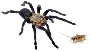 Most species trap small insects and other spiders in their webs and eat them. Pet Tarantula Spider Food Water Diet Tarantula Guide