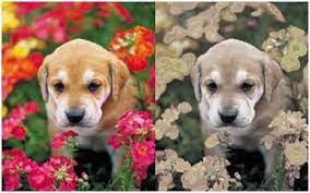 Morganslists 10 Examples Of How Animals See Images That Show Us The World Through Their Eyes Dogs Animals Pet News