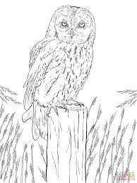 Tawny Owl Coloring Page Free Printable Coloring Pages Owl Coloring Pages Owls Drawing Animal Coloring Pages