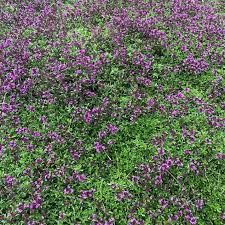 Image result for Vernonia praecox