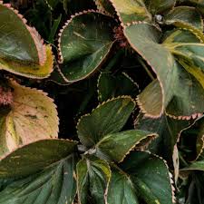 Image result for Acalypha pubiflora