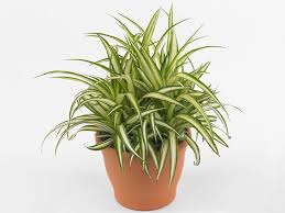 Image result for Chlorophytum silvaticum