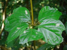 Image result for Actinodaphne