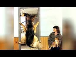 Pin By Ulrike On Dog Messenger Pets Dog Adoption Story Vets