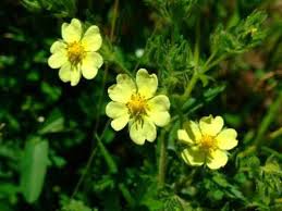 Gardeners can find even more flowers that are native to america by consulting their local nursery, county extension, or visiting the american native plant. Common Plants Of Wisconsin Plants Wild Flowers Wisconsin