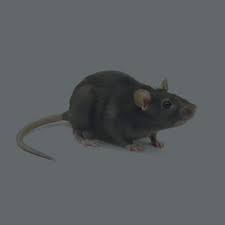 Search the pest exterminators near me directory. Municipality Approved Pest Control Dubai Uae Exterminator Company Lulu