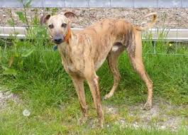 Image result for lurcher dog