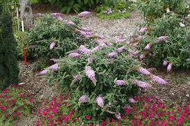 We have variegated butterfly bushes and miniature butterfly bush as well. Pugster Pink Butterfly Bush Buddleia X Proven Winners